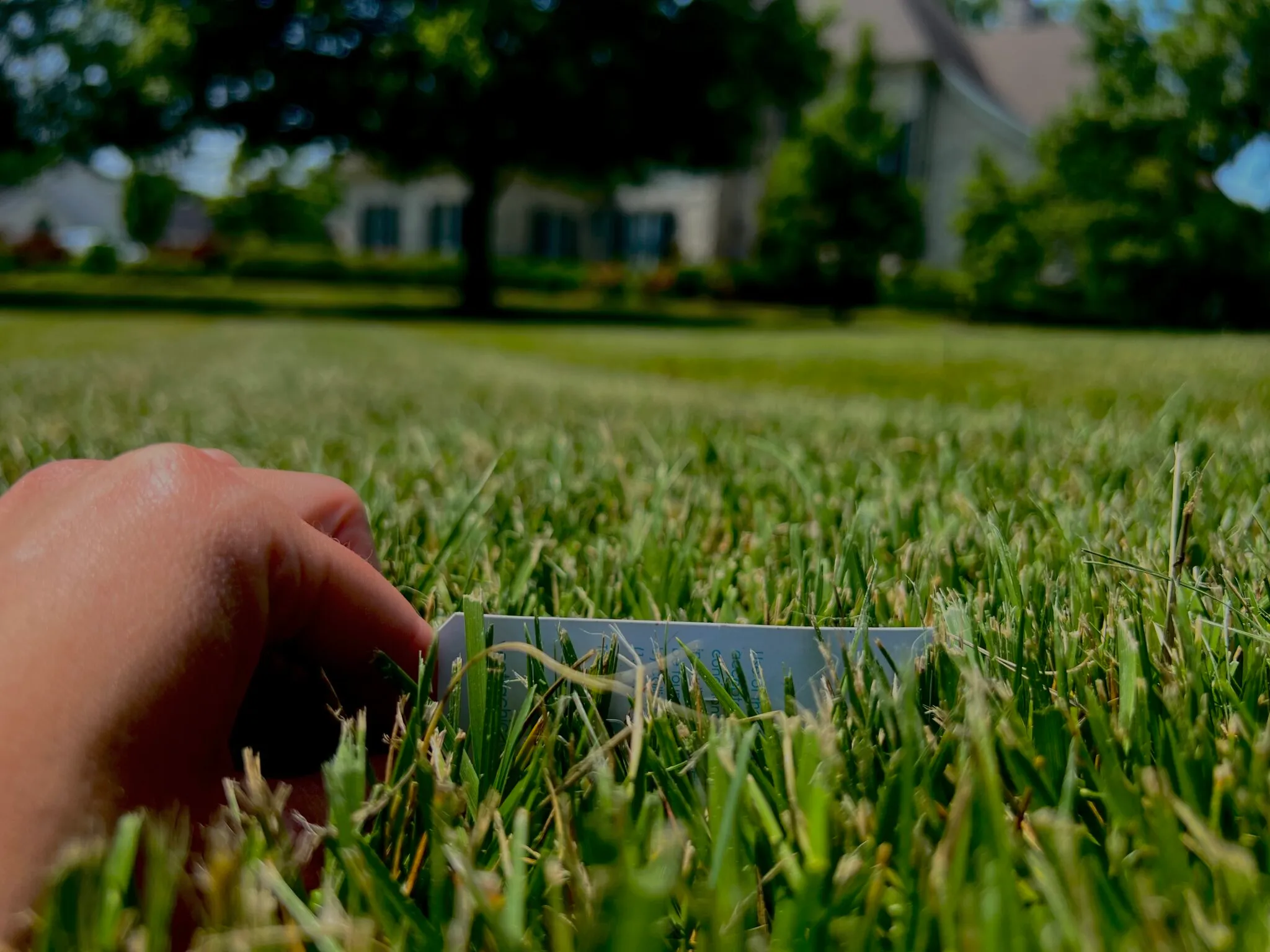 Striped lawn after professional mowing