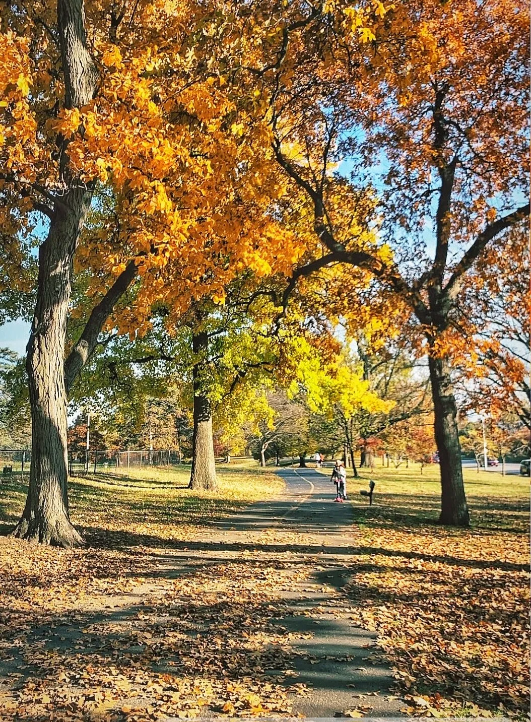 It’s FALL In St. Louis! Time For Leaf Removal!